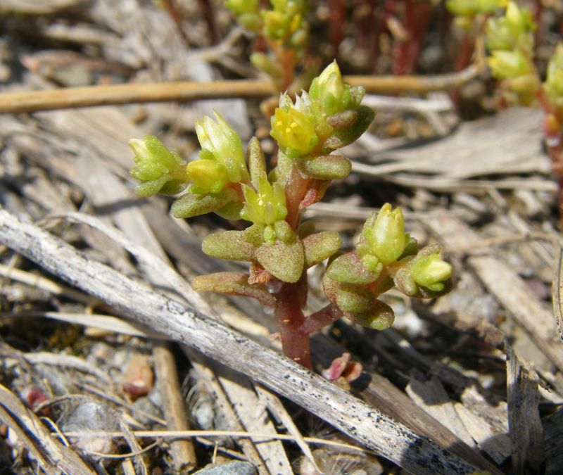 Sedum litoreum / Borracina litorale